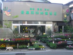 斎藤団四郎種苗店