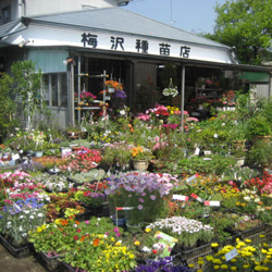 梅沢種苗店