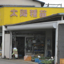 株式会社 太陽種苗