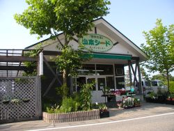 山本シード